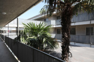 Classic California palm trees - Kendall Brook Apartments, San Bernardino, CA